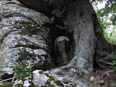 refugio de supervivencia entre roca y árbol